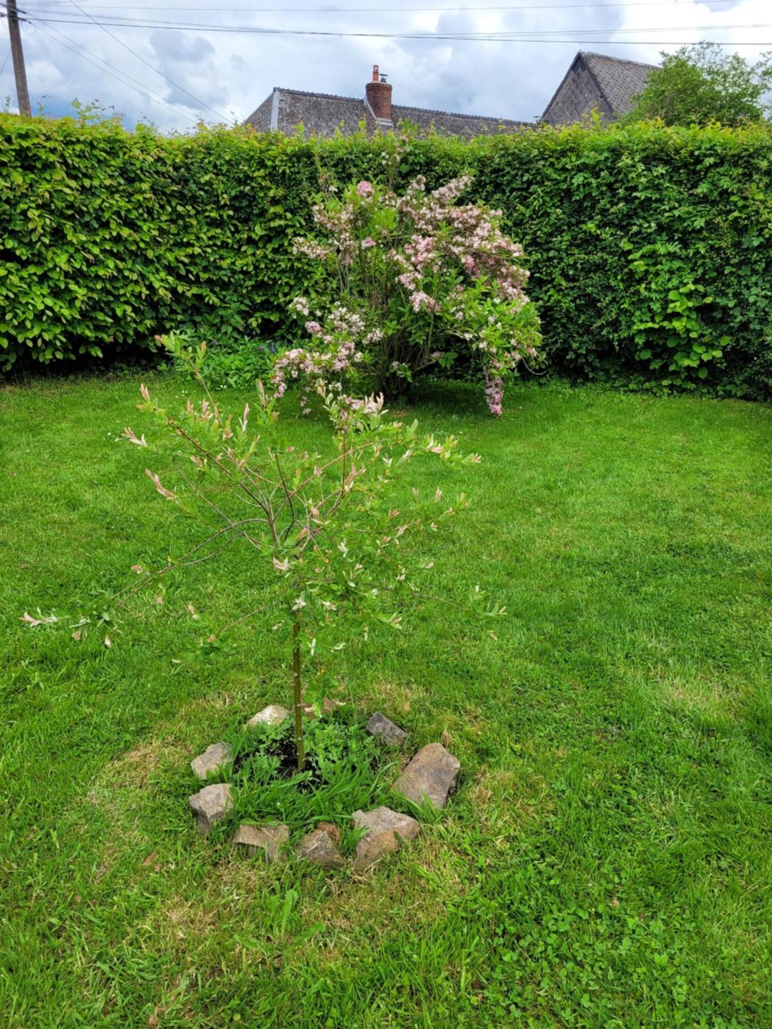 Studio Bienvenue Du Cote De Chez Nous Avec Jardin Privatif Wignehies Exterior foto